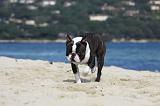 BOSTON TERRIER 318